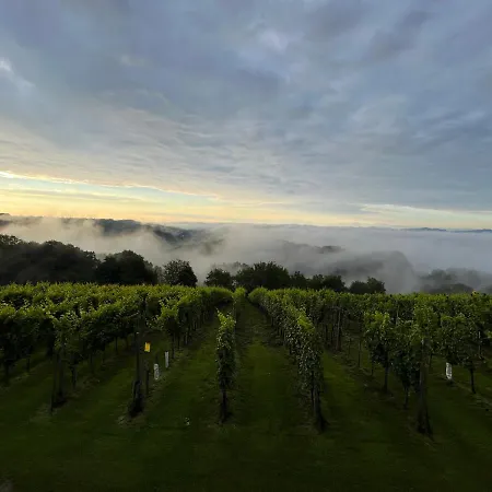 Vineyard